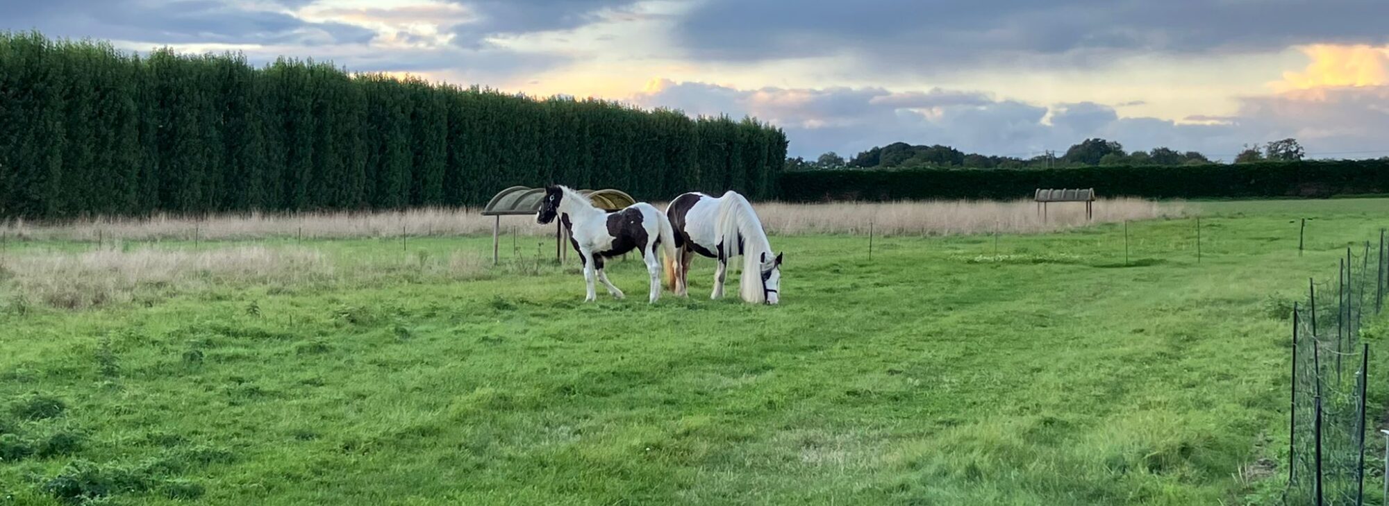 Horsespullen